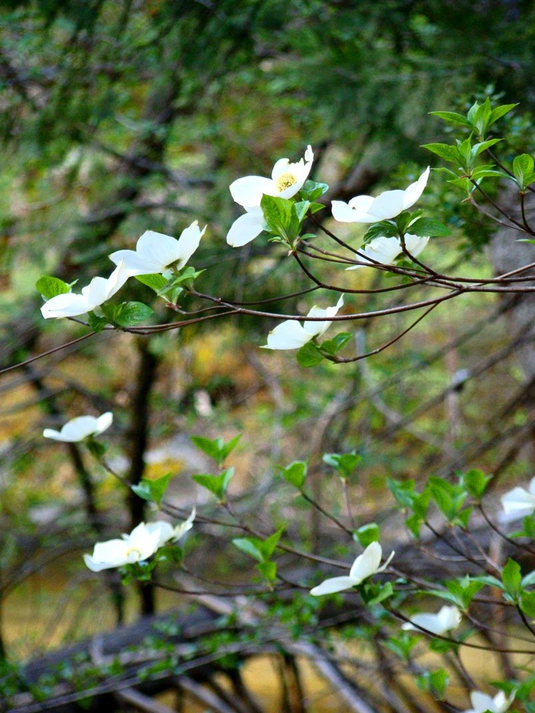 Dogwood