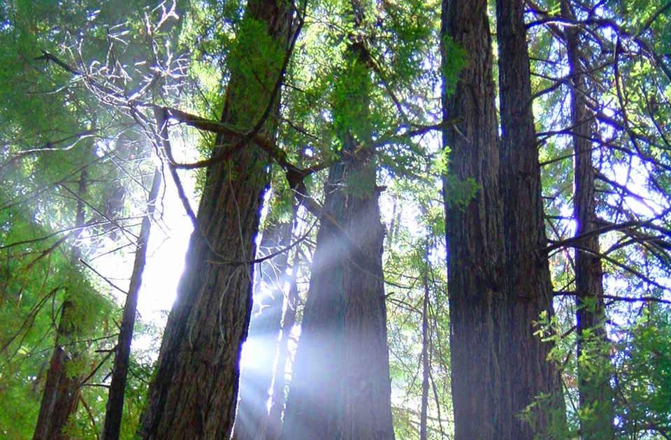10 interesting Redwood tree facts Facts About All