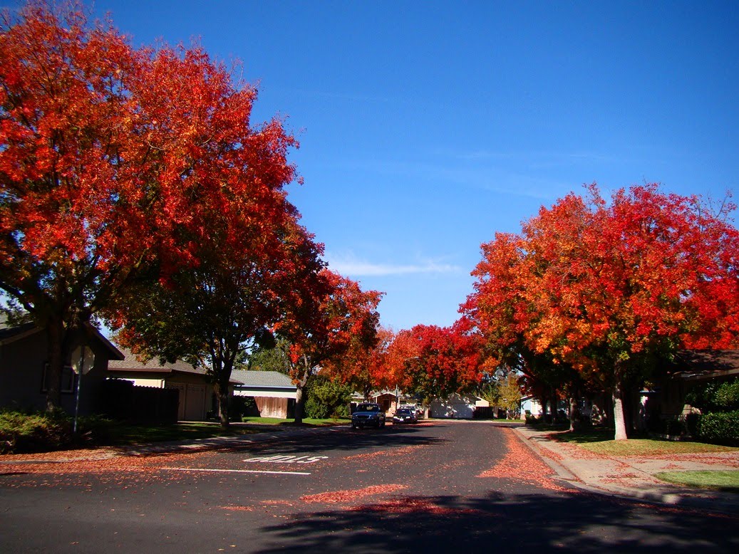 Geotripper: A Show of Fall Color...in California?