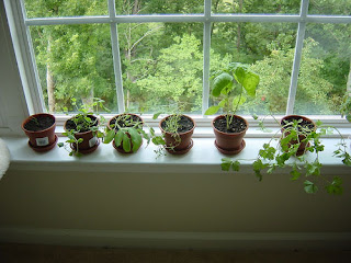 Pictures of Herbs in Containers: How to Grow Herbs Indoors & Outdoors