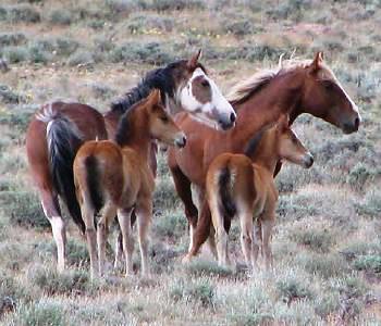 colorado wild horses
