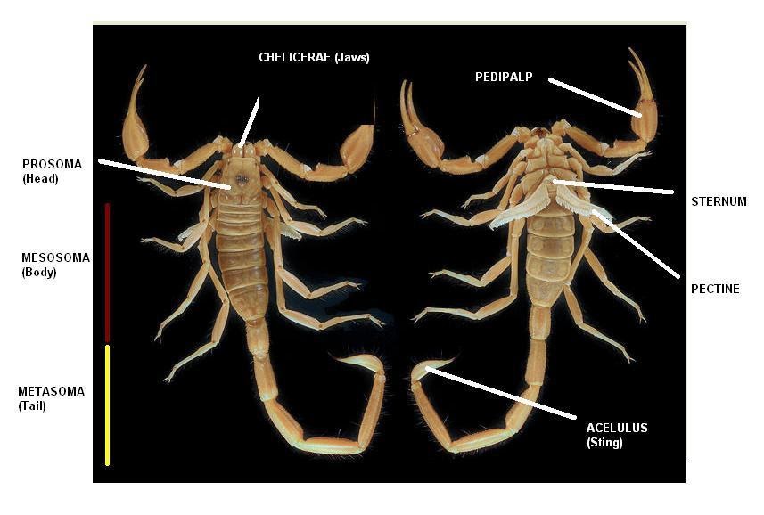 Scorpion Evolution (by Bob Crean) The Basics
