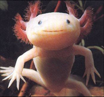 What is axolotl biome