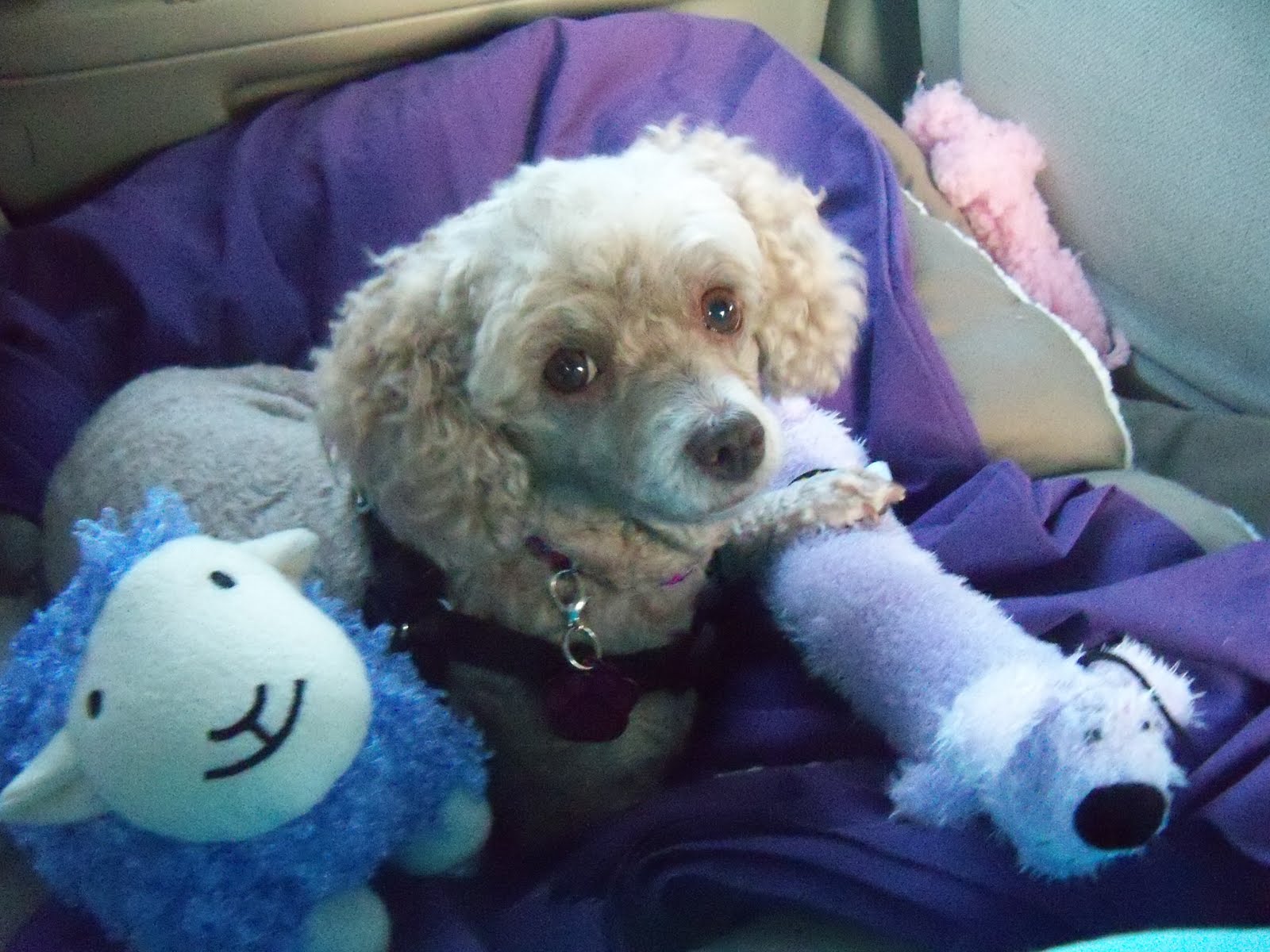 Dog Eared Sock Monkey Bed!!!!!