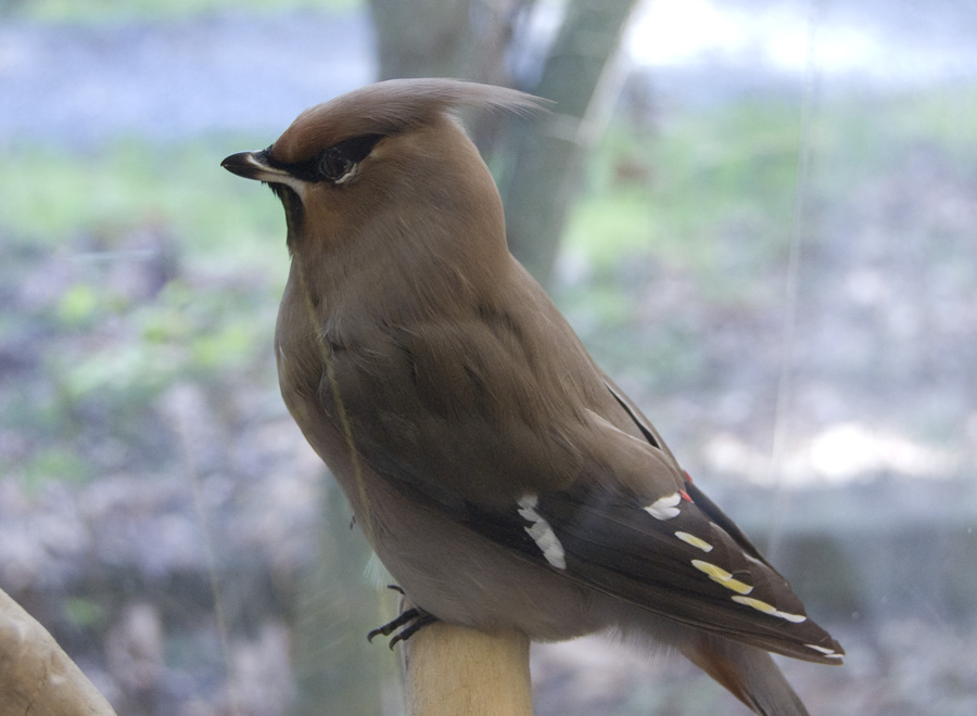 birds of the pacific northwest birds of the pacific northwest