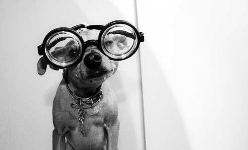 [eyeglasses+dog.jpg]