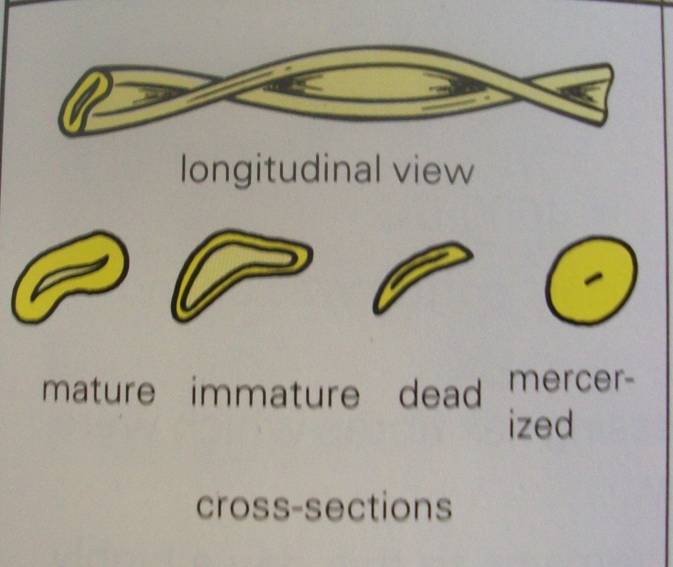 Cotton Cross Section