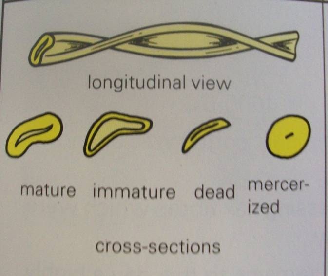 A level Fashion at St Phils. Mercerizing cotton fibres