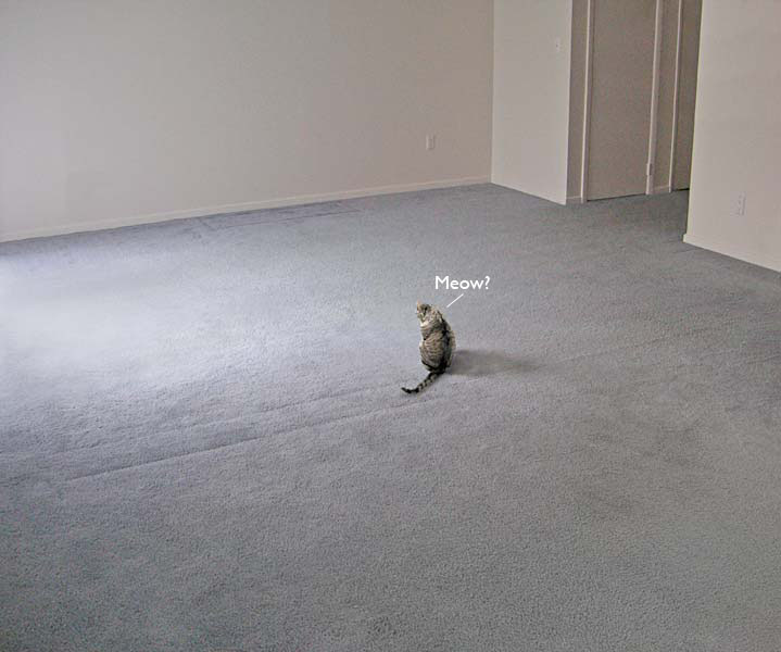 cat+empty+room.jpg