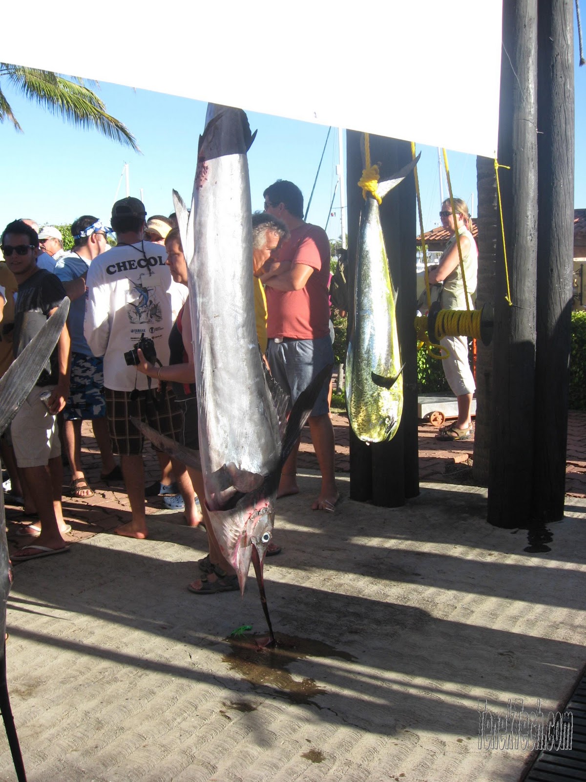 Living Barra de Navidad XXXVI International Fishing Tournament Sail