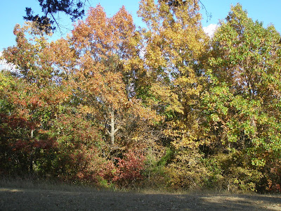 The Goodies Fall Foliage At Lake Texoma