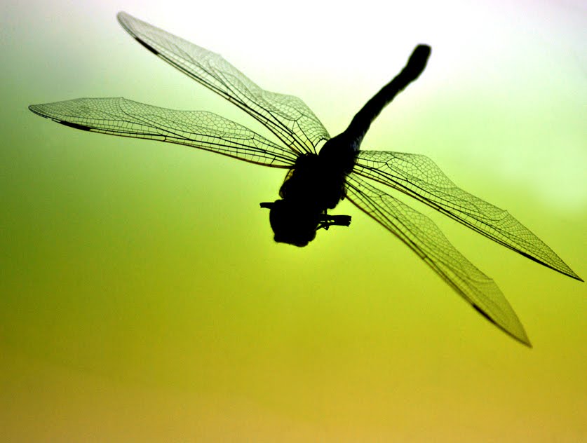 Dragonfly+wingspan