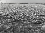 The frozen Mississippi River