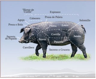 cerdo cortes partes iberico maciza iberian porcina