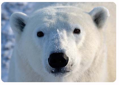 [polar-bear.jpg]