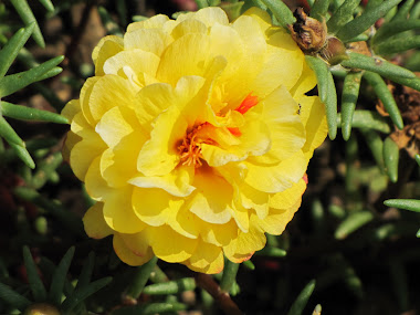 Portulaca