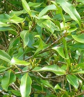 with clove oil is sniffed,