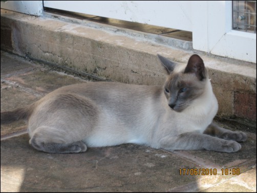 cat colours