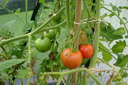 Tigerella Toms