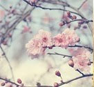 Sempre há Primavera  ♥