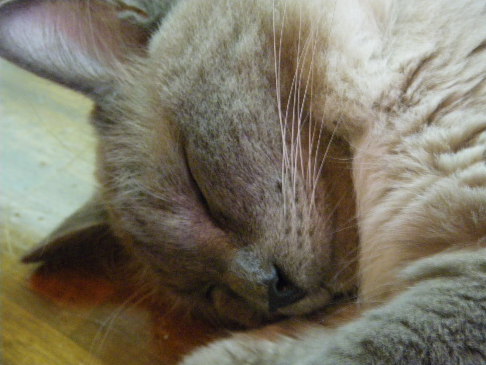 ジェリクルズフェイバリット 夏の猫 お昼寝 横川 猫カフェ まねき猫