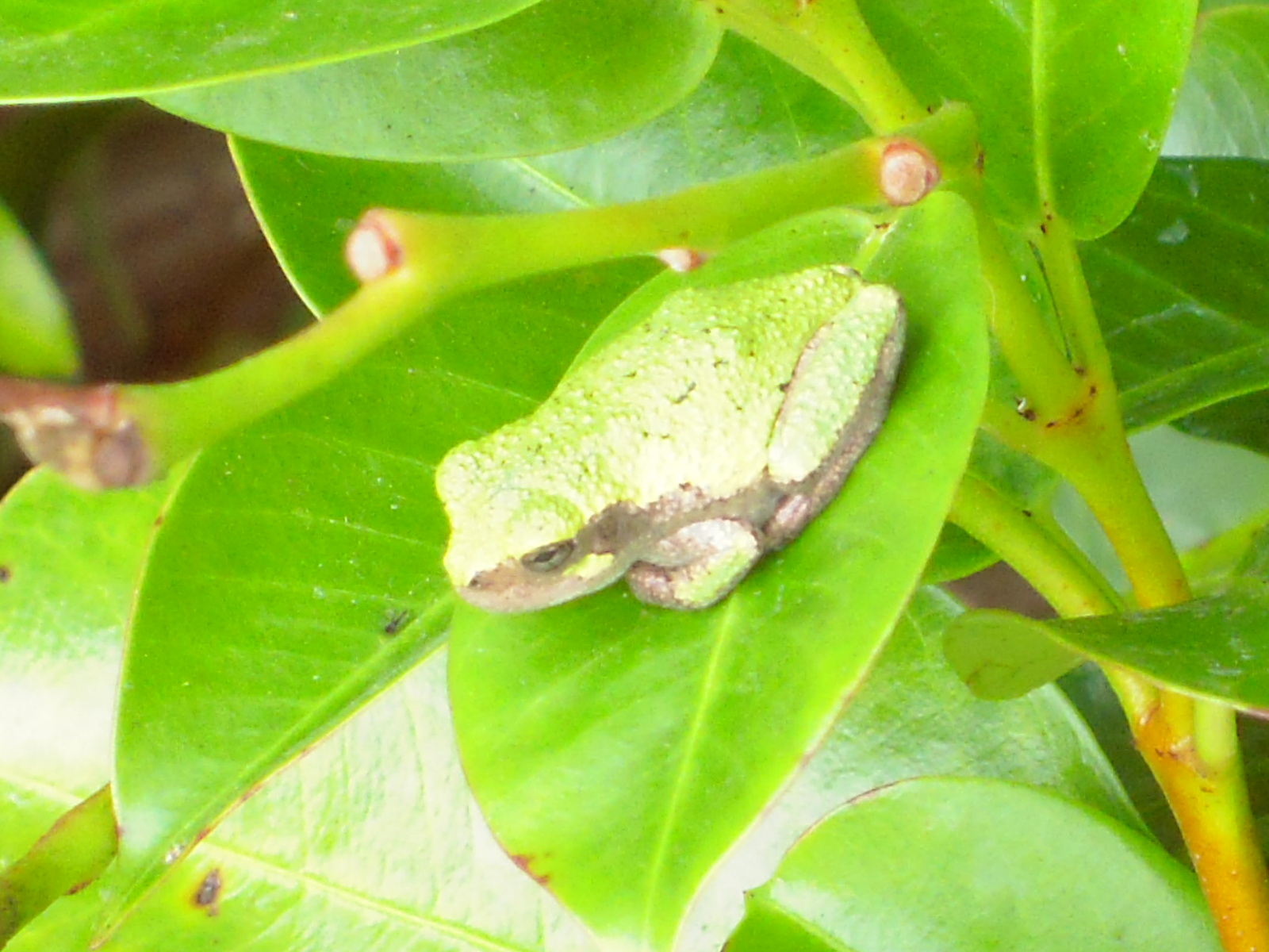 [frog+188.JPG]