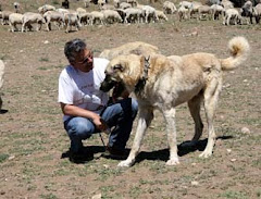 Around Anatolia