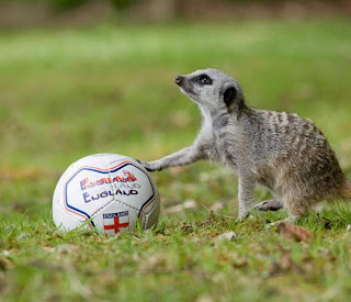 animals also play football02