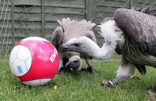 animals also play football07