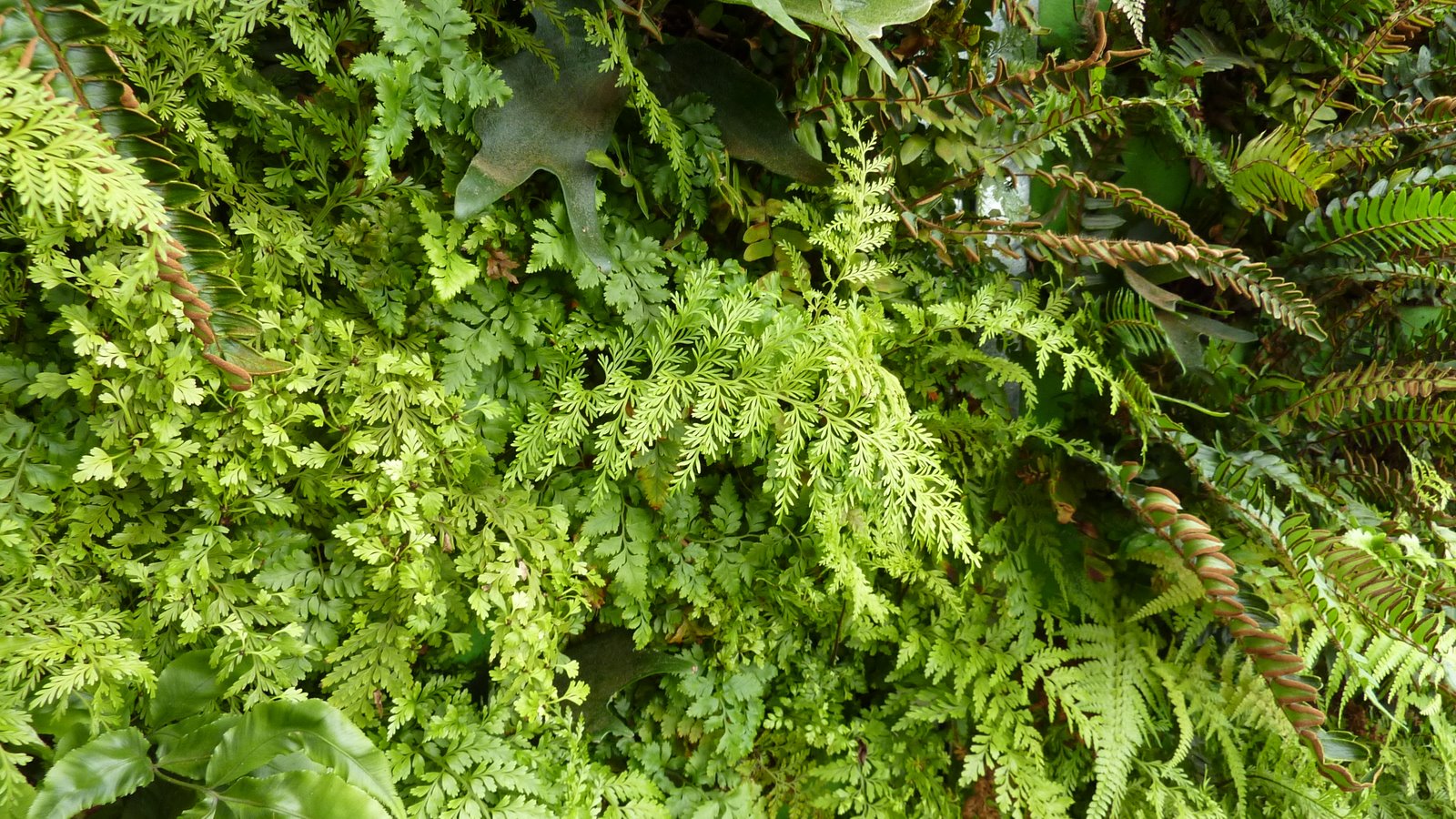Fern Wall