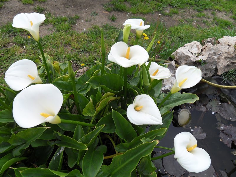 The Story Of Me Bunga Lili Putih