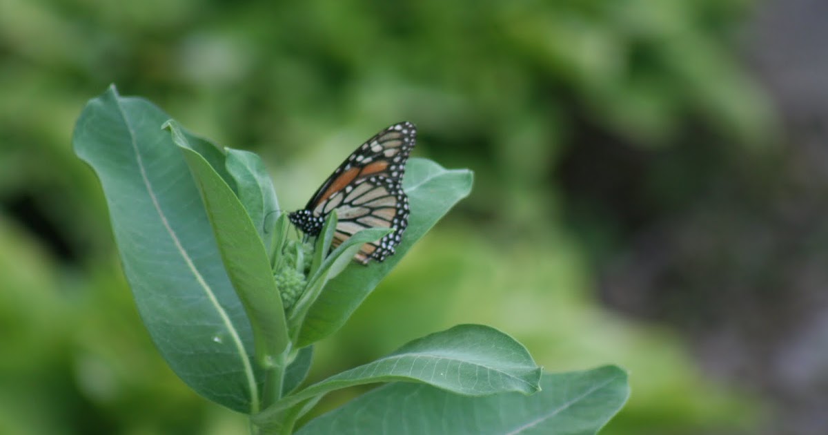 Sunshine in the House Hatching Monarch Butterflies at Home
