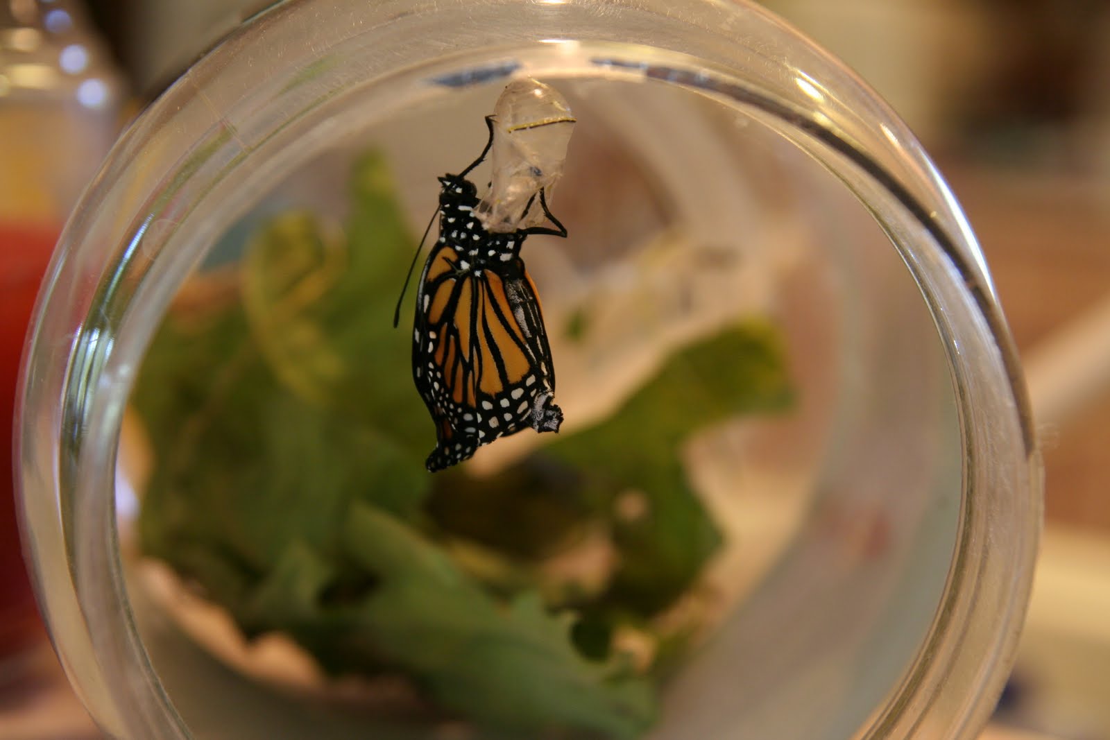 Sunshine in the House Hatching Monarch Butterflies at Home