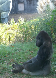 Mindful Gorilla