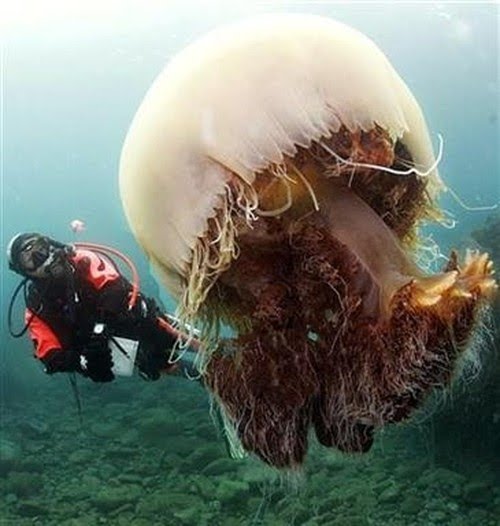 [Giant-jellyfish-threatening-Japan-003.jpg]