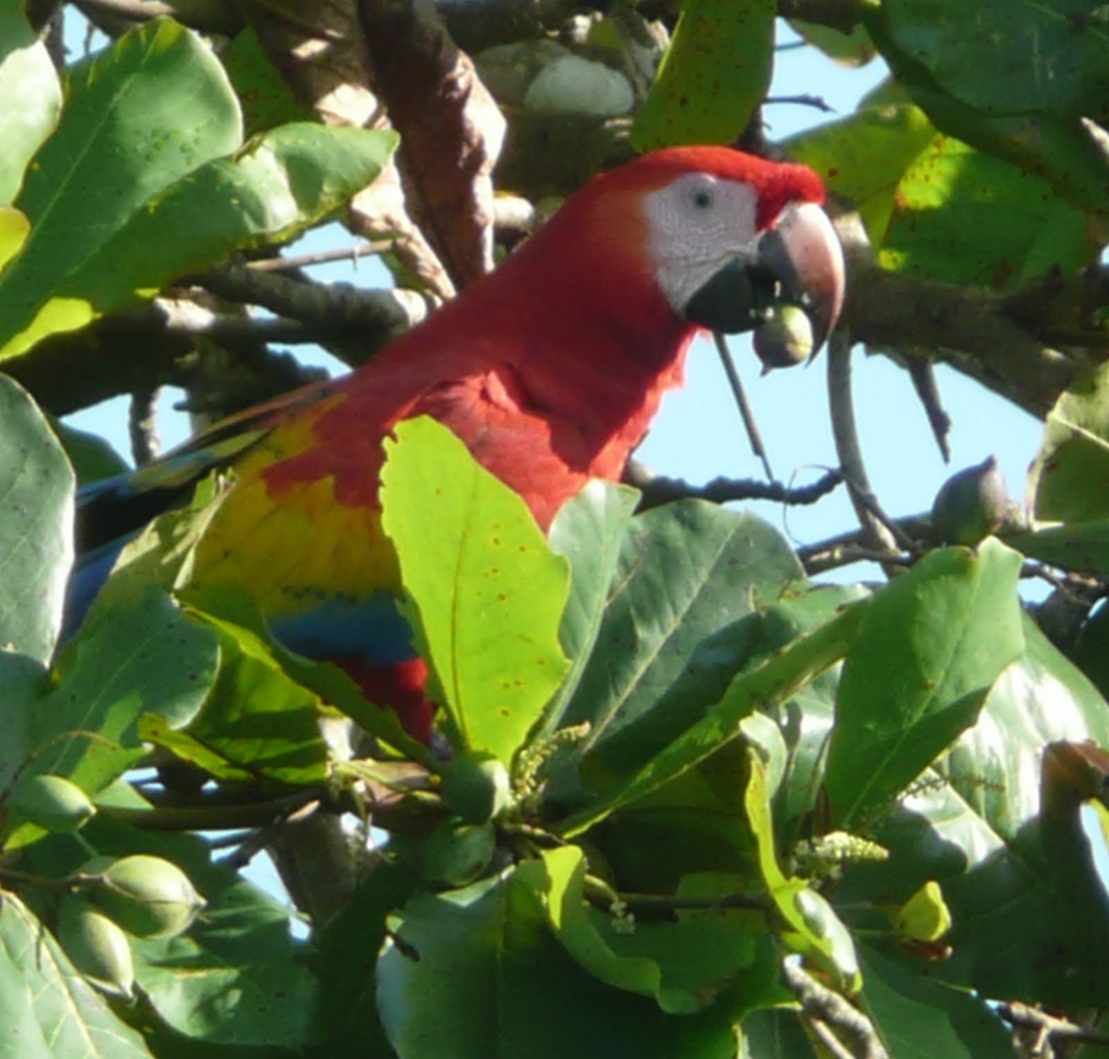 jaco prostitute blanca