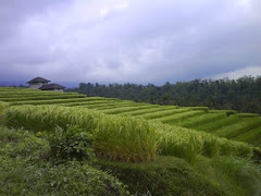 Jatiluwih rice terraces