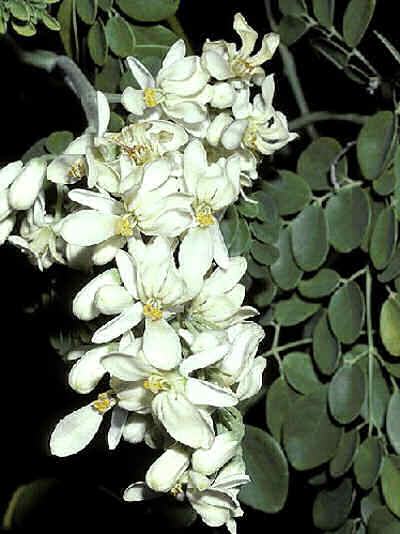 [_Moringa_oleifera.jpg]