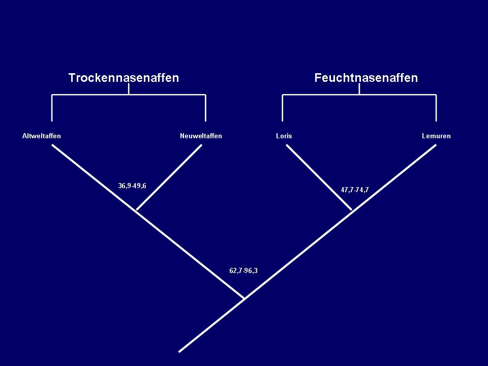 AFFE Die Evolution der Primaten Wie, wann und wo fand sie eigentlich