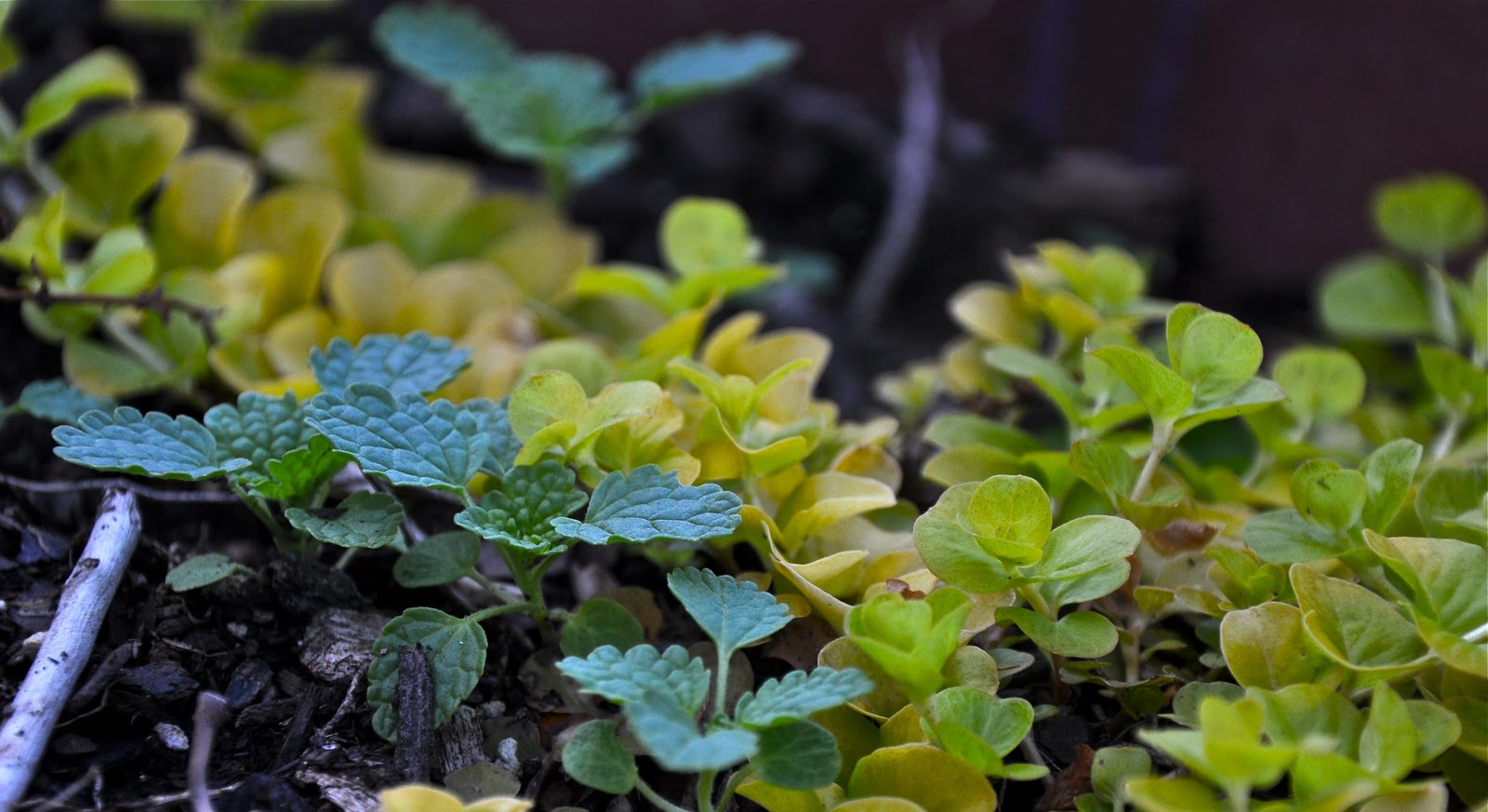 Volunteer Bells of Ireland Seedlings My Skinny Garden