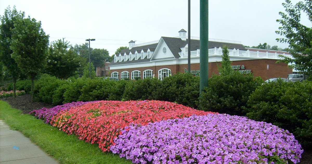 Strange's Garden Center Sun Loving Impatiens