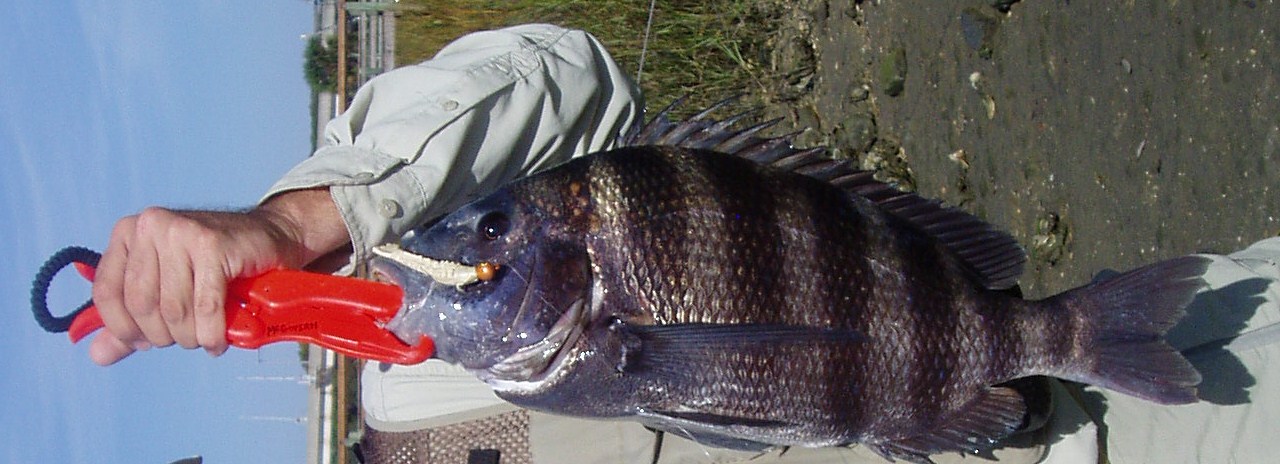 big sheepshead fish big sheepshead fish