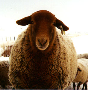 barbados sheep in davis