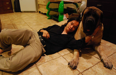 king mastiff