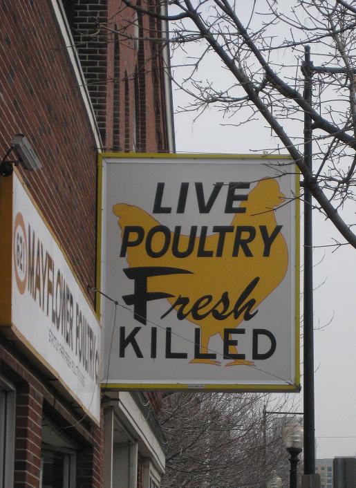 [livepoultry.JPG]