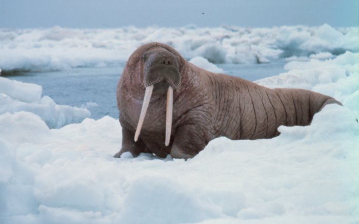 marine-walrus-anim0022.jpg