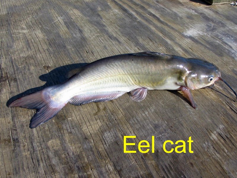 [Channel+cat+eel+cat_1_1.jpg]