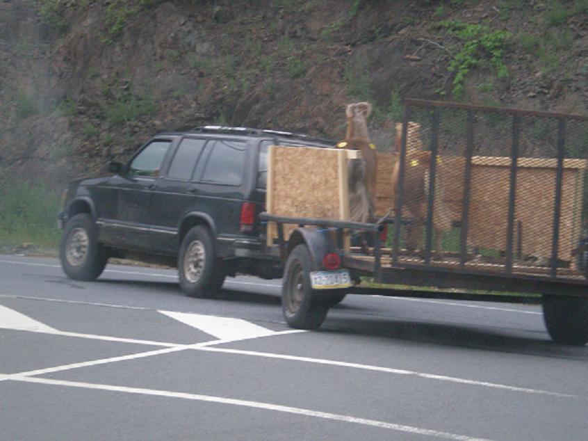 [notahorsetrailer2.jpg]