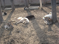Yearlings at rest, note the different or changing coats