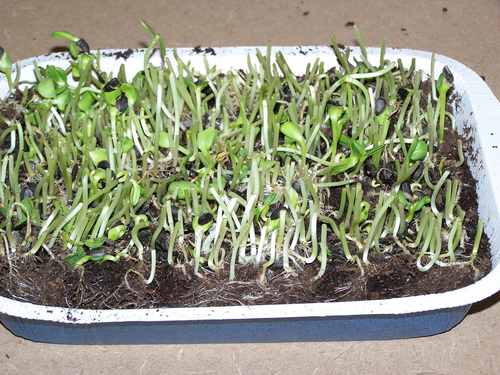 My Simple Sprouting Tray for Sunflower Greens